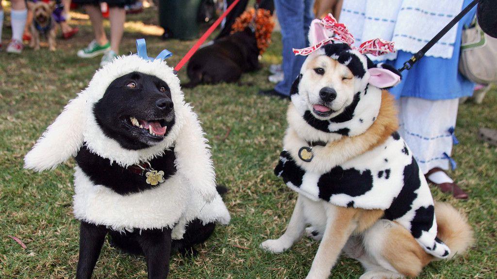 Hunde in Halloween-Kostümen