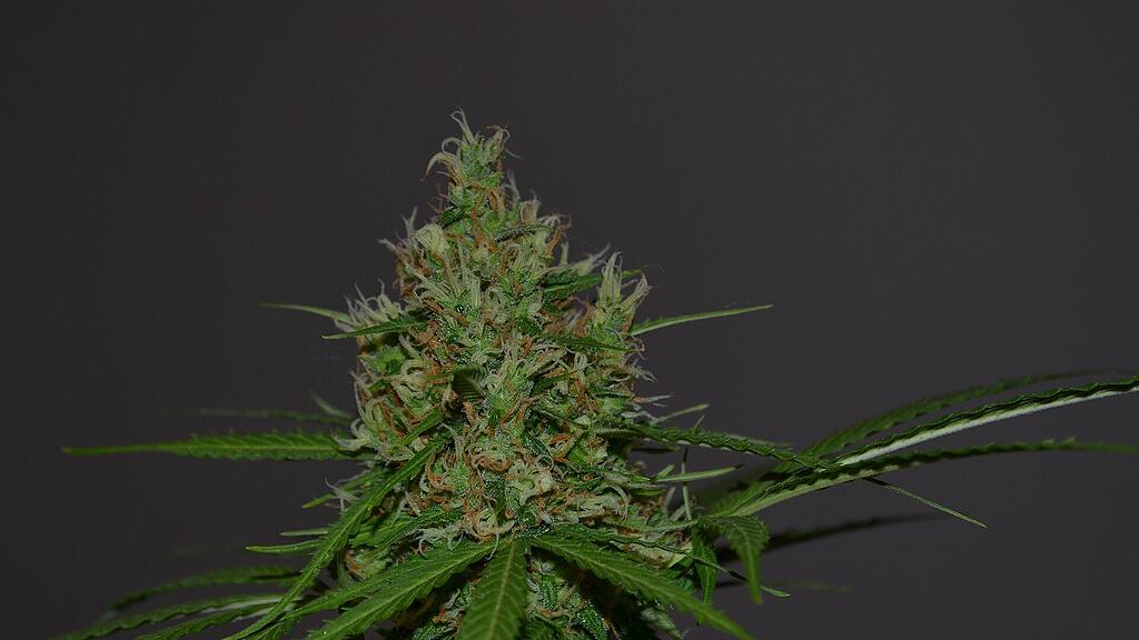 symb_cannabis, symb_marihuana, symb_gras