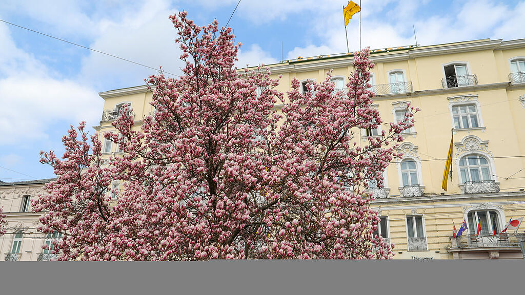Magnolienbäume am Makartplatz