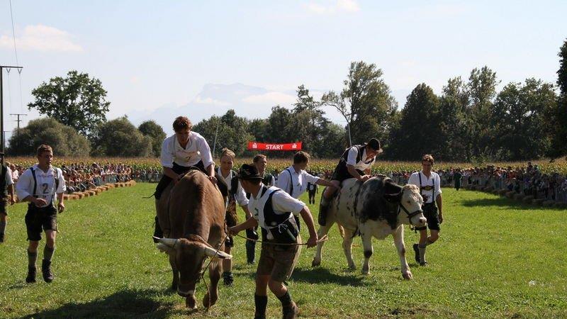 Ochsenrennen in Surheim