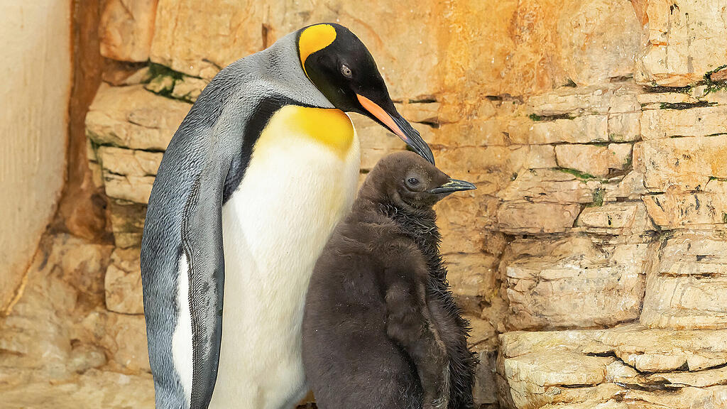 Königspinguin-Küken im Wiener Tiergarten Schönbrunn
