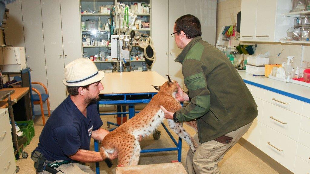 Luchs eingefangen