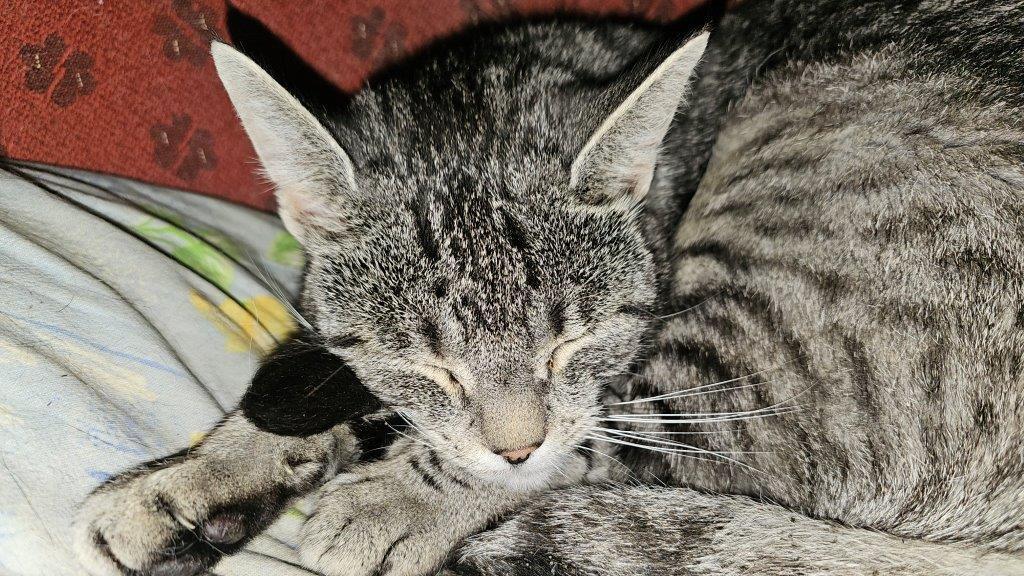 Weltkatzentag 2024