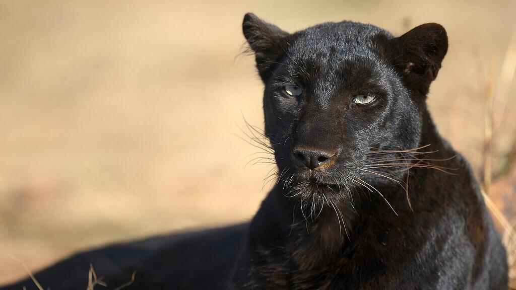 Schwarzer Panther