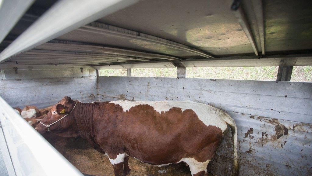 Tiertransporte kontrolliert