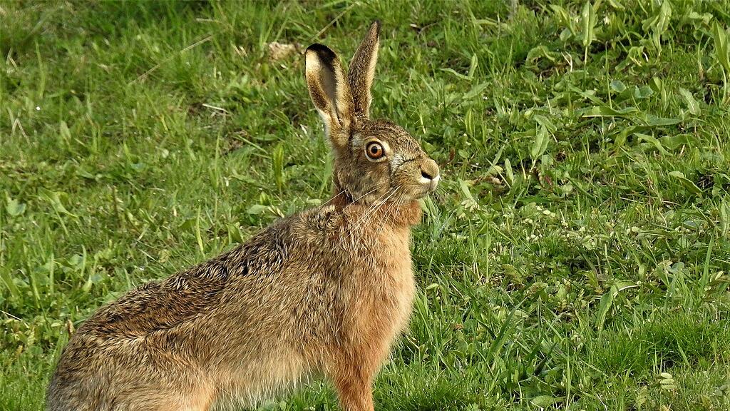 hare-2240059_1920.jpg