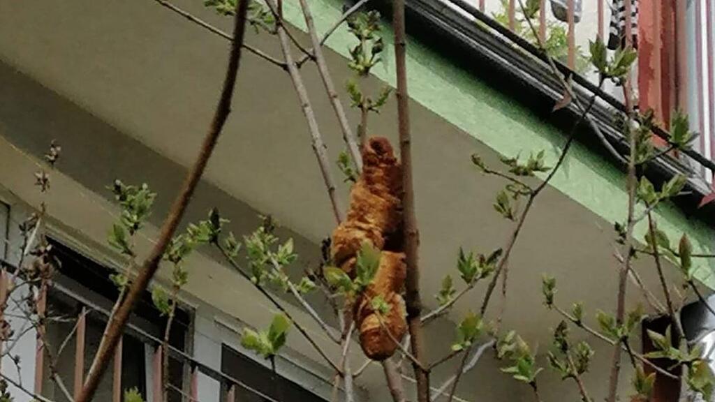 croissant