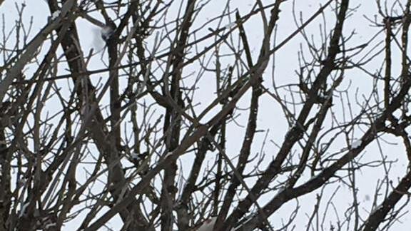 Feuerwehr Grödig rettet Katze von Baum