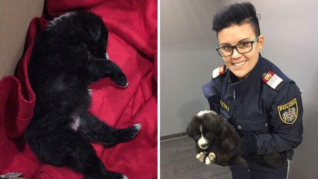 Der kleine Hund zitterte am ganzen Körper.