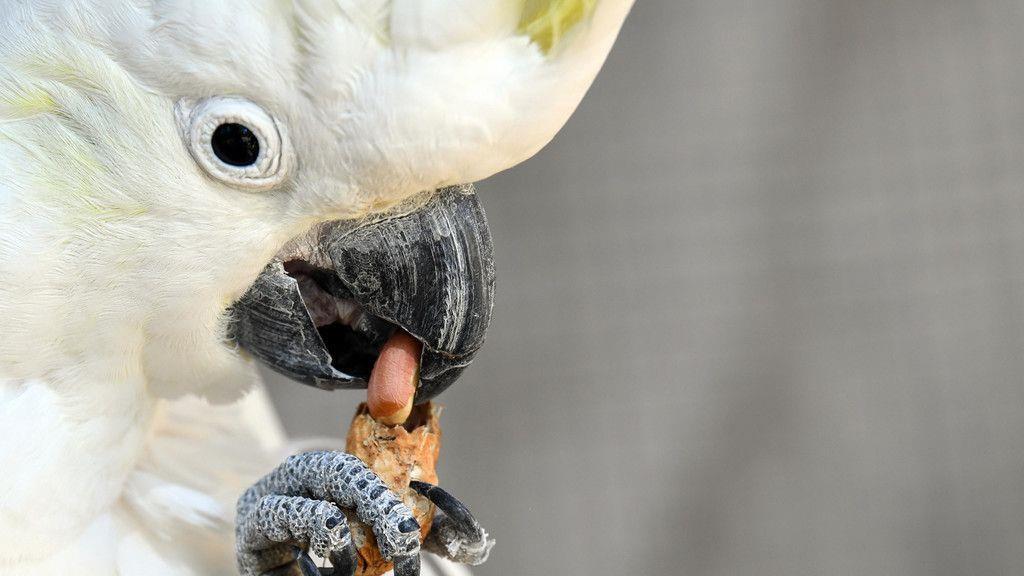 Häftlinge kümmern sich um Tiere