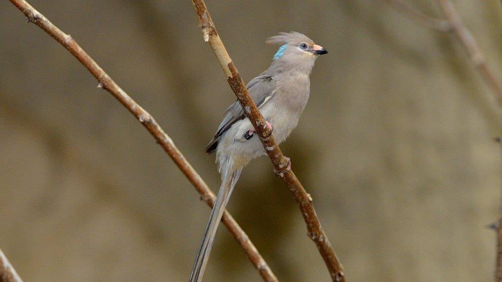 Blaunacken-Mausvogel-Nachwuchs im Tiergarten Schönbrunn