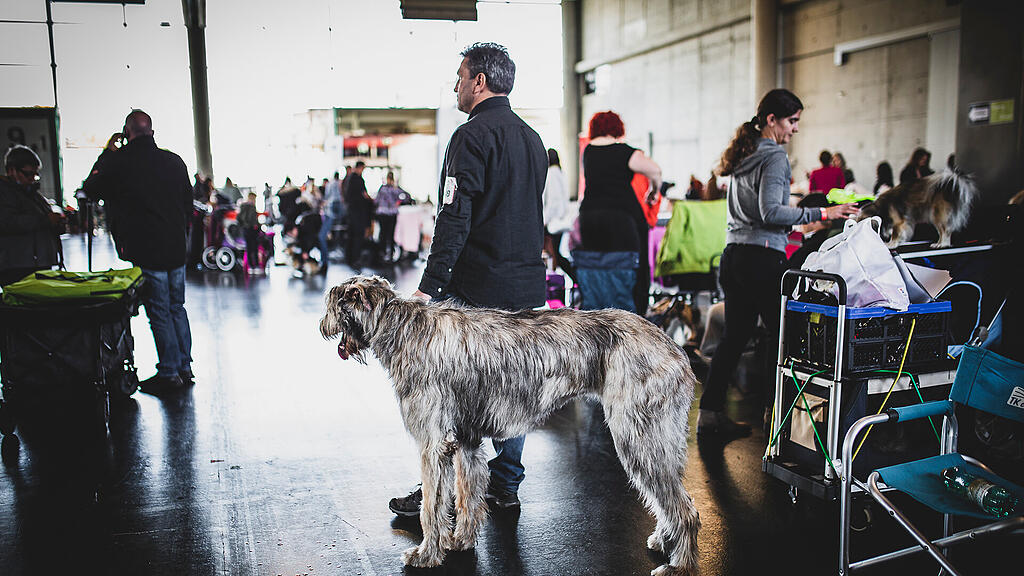 Rassehunde Ausstellung