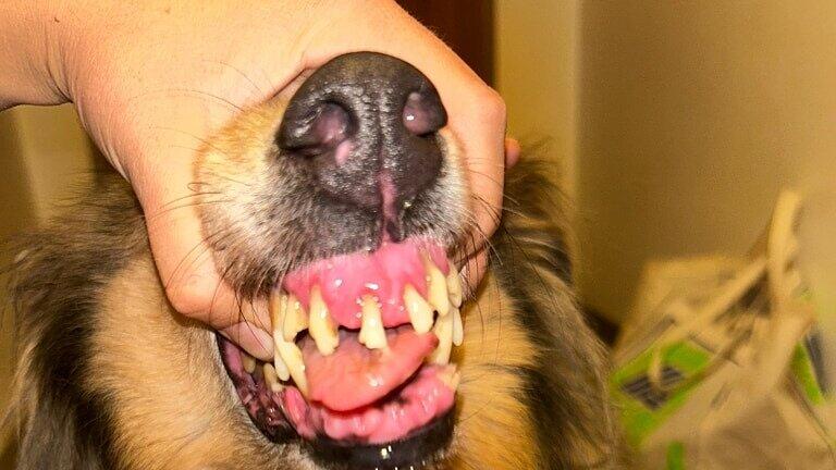 Collies Niedernsill