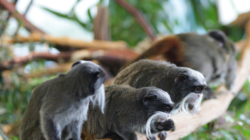 Kaiserschnurrbarttamarin Salzburg Zoo
