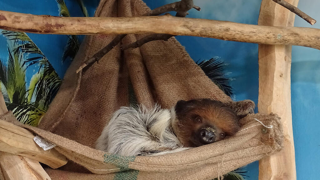 Gibbon