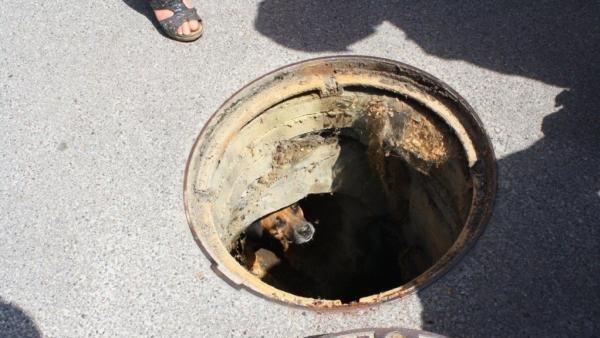 Der Hund wurde aus misslicher Lage befreit