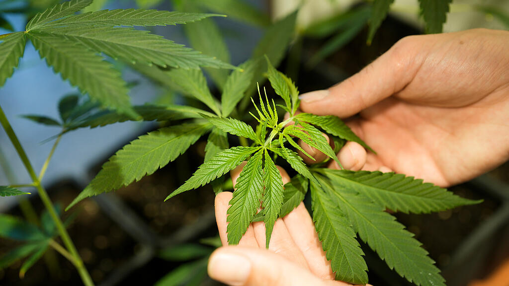 symb_Cannabis, symb_Marihuana, symb_Kiffen