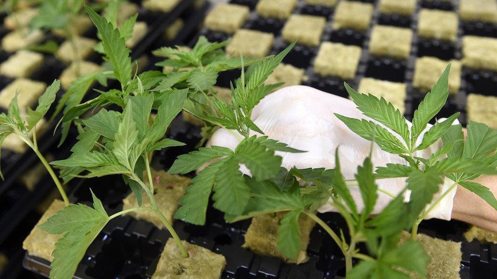 Legale Cannabiszucht