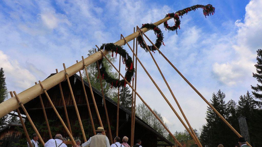 Maibaumaufstellen im Freileichtmuseum