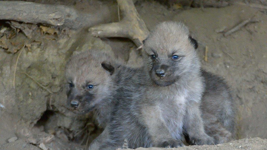 Nachwuchs: Arktische Wölfe in Schönbrunn haben fünf Babys