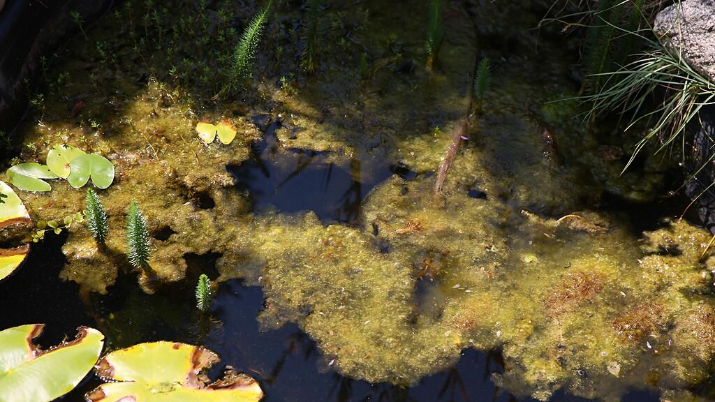 Fischsterben in einem Teich in Frankenmarkt.
