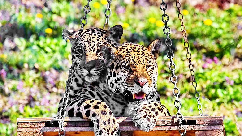 Andrang auf Zoo Hellbrunn