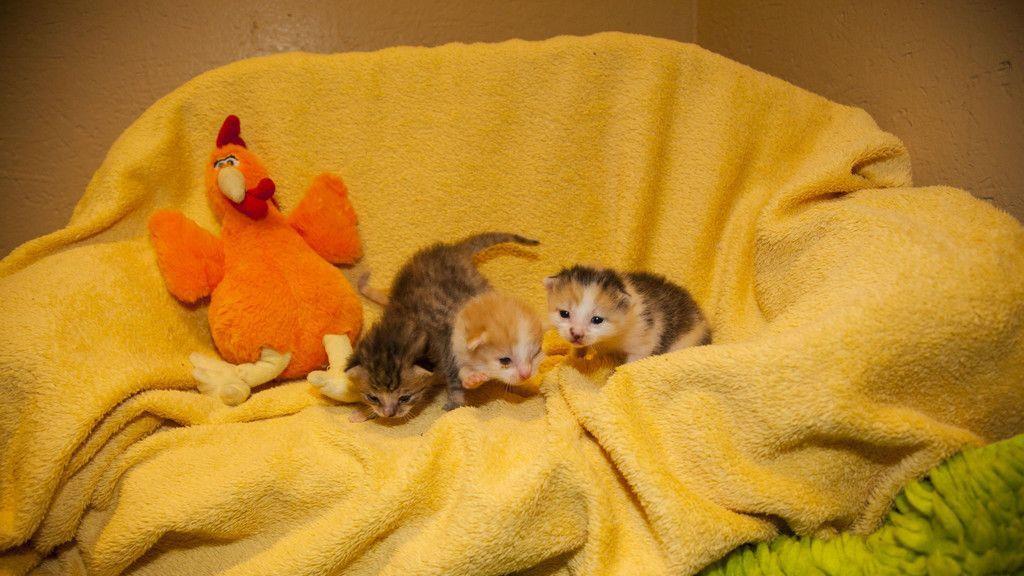 Gerettete Katzenbabys in Lochen