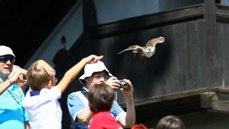Falkenshow auf Burg Hohenwerfen