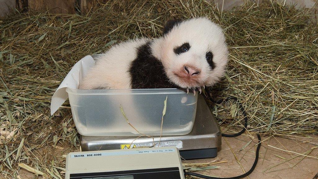 Jüngster Panda-Bub im Tiergarten Schönbrunn beim Wiegen