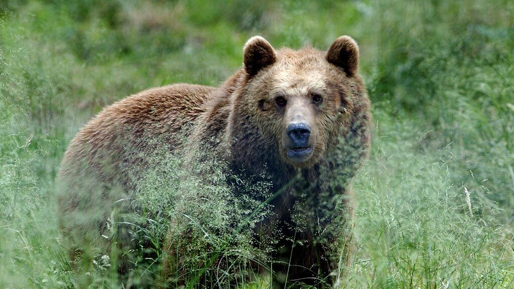 Bär, Braunbär