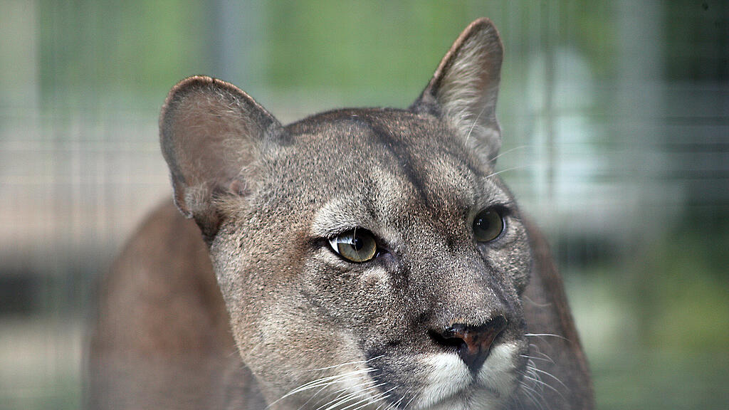 Puma Yagul