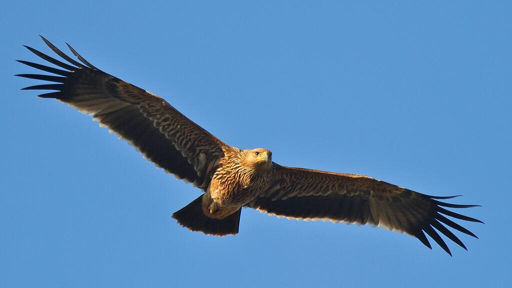 Kaiseradler