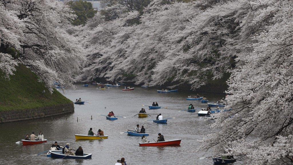 Kirschbäume in Japan in voller Pracht