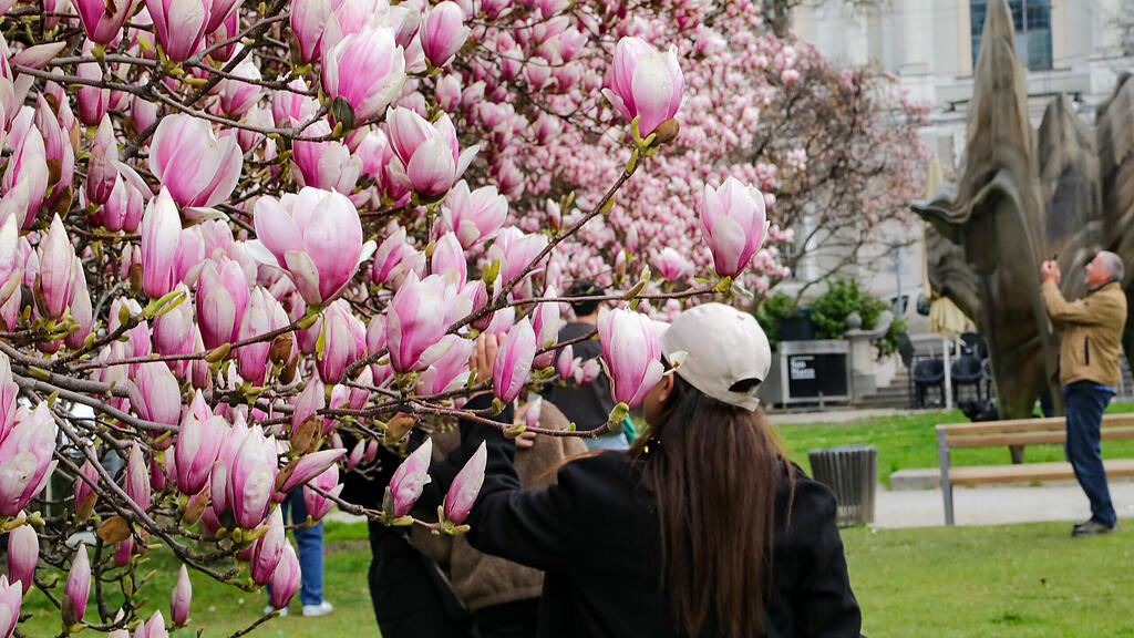 Magnolienbäume am Makartplatz