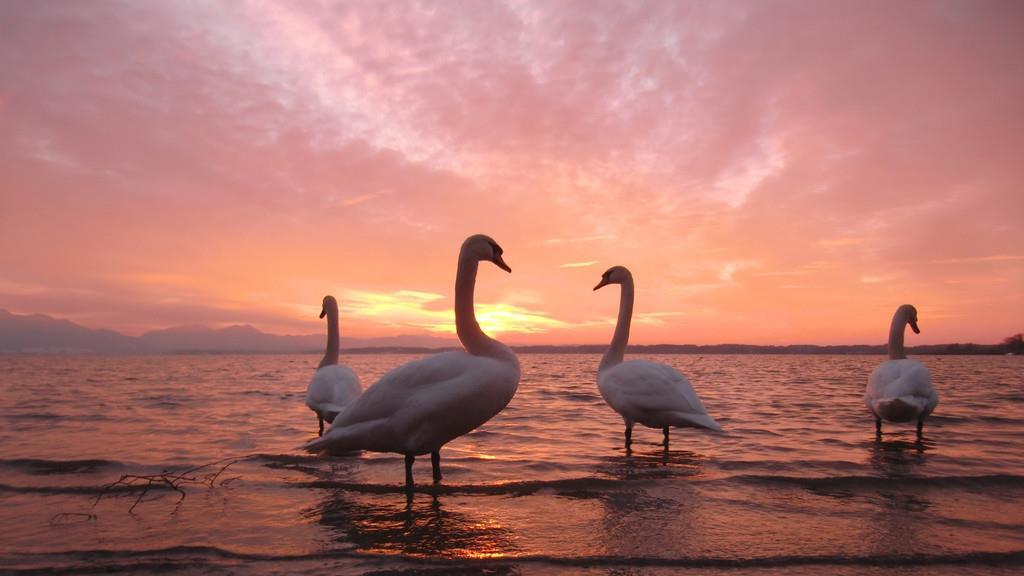 Die schönsten Sommer-Fotos