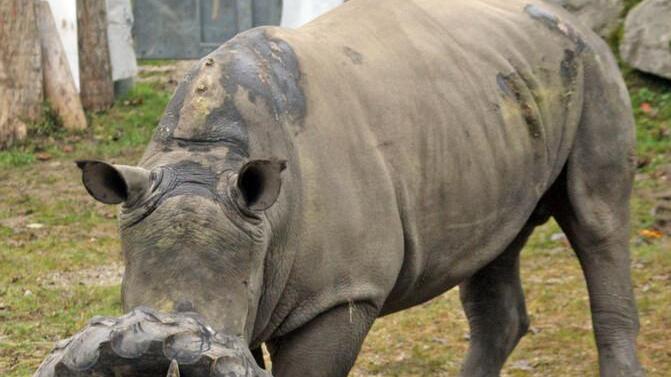 "Athos" spielt im Zoo