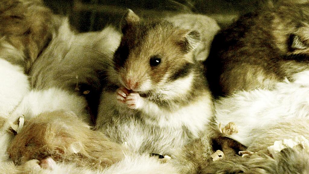 Hamster