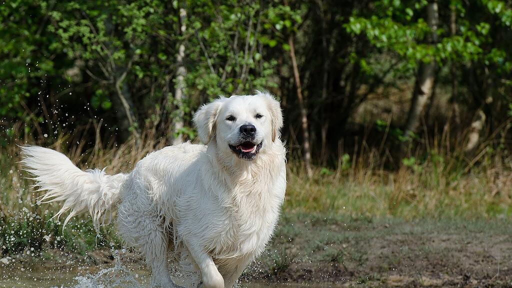 Hund See Wasser Golden Retriever