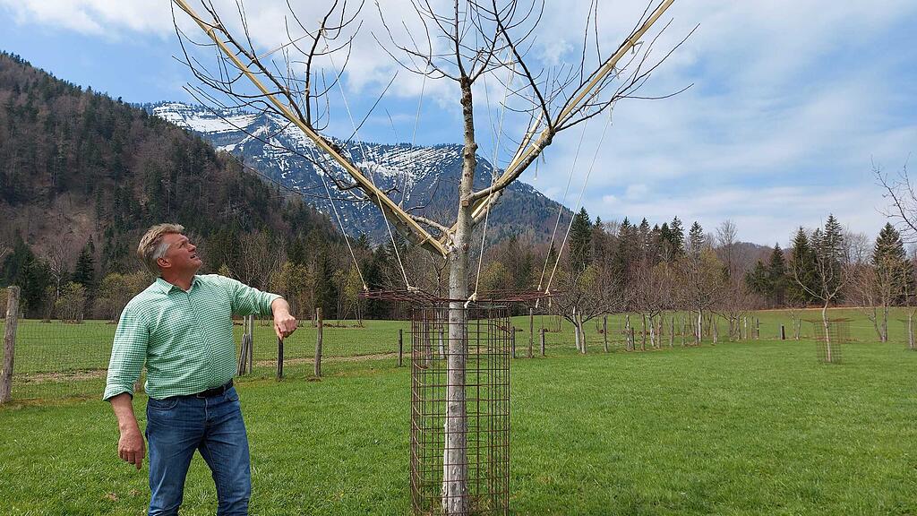 Streuobstwiese