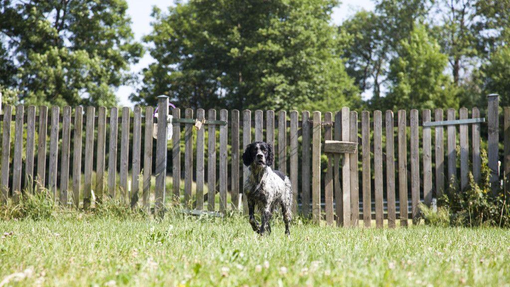 Neues Zuhause für Hunde in Lochen