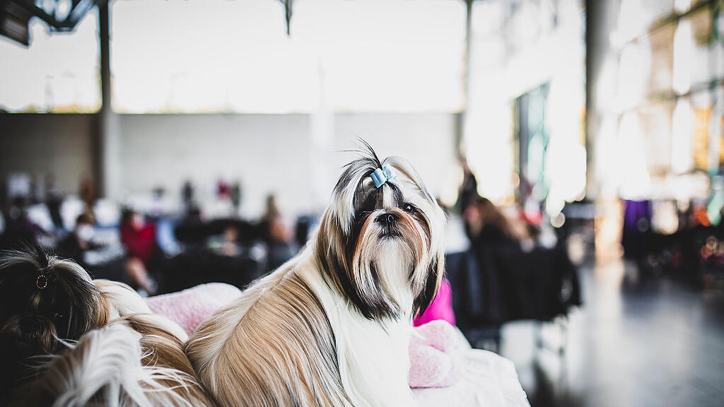 Rassehunde Ausstellung