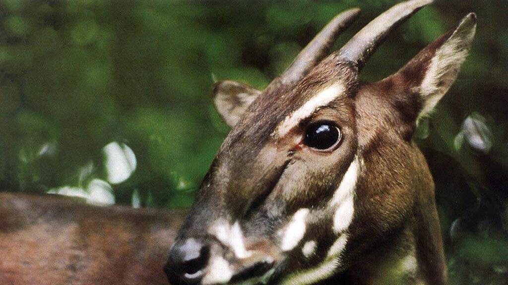 Ein seltenes Saola-Waldrind wurde in Vietnam wiederentdeckt.
