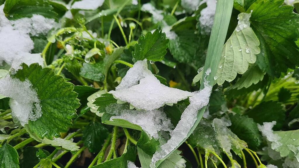 Schnee und Pflanzen im April