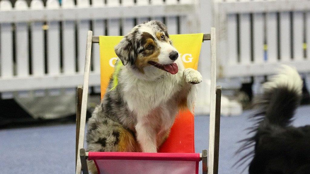 Festival der Hunde im Messezentrum Salzburg
