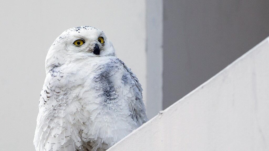 Arktischer Vogel lebt seit rund zehn Tagen in US-Hauptstadt Washington.