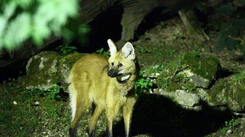 Nachtzoo in Salzburg