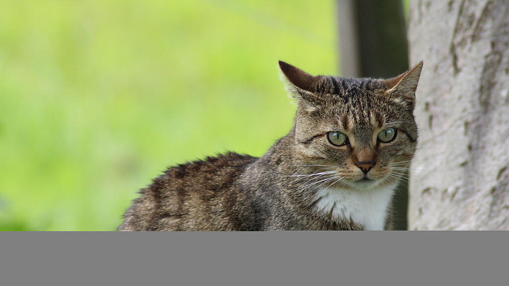 Weltkatzentag 2022