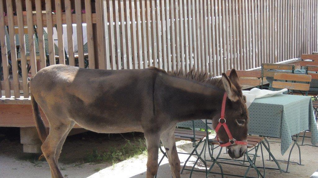 Impressionen der Tiere