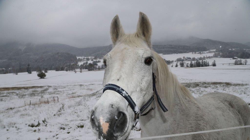 Tiere im Schnee