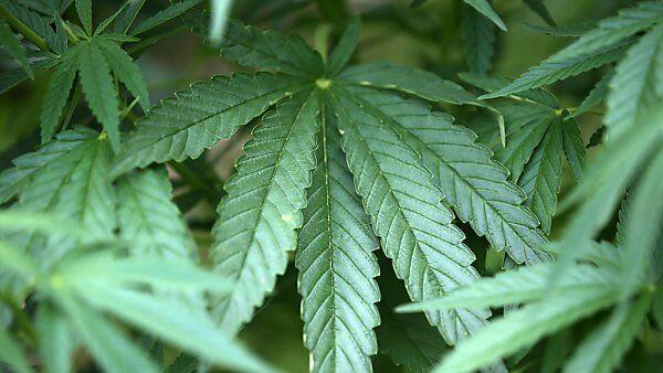 25-Jähriger prahlte mit Rauschmittel aus eigener Produktion